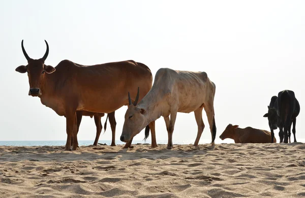Cows on Agonda beach — Stock Photo, Image