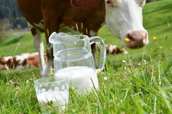 Молоко и коровы в Швейцарии — стоковое фото