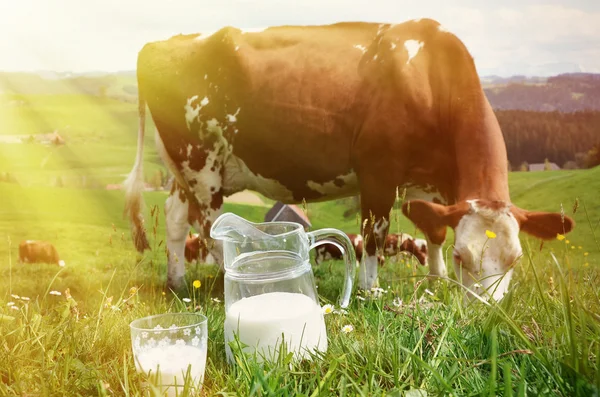 Melk en koeien in Zwitserland — Stockfoto