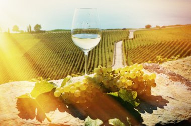 Şarap ve üzüm Lavaux içinde