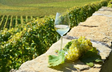 Şarap ve üzüm Lavaux içinde