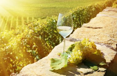 Şarap ve üzüm Lavaux içinde