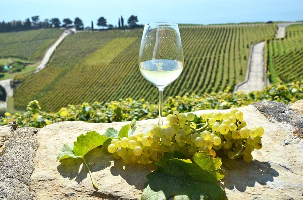 Şarap ve üzüm Lavaux içinde — Stok fotoğraf