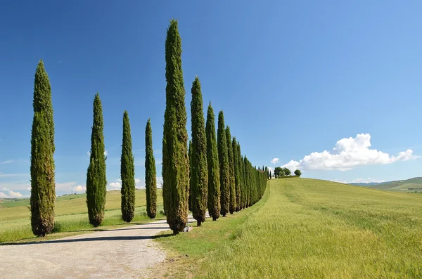 토스카나, 이탈리아에 있는 사이프러스 나무 — 스톡 사진