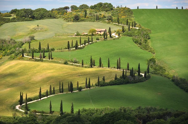 Cipressen in Toscane, Italië — Stockfoto