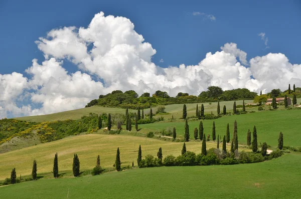 Servi ağaçları Toskana, İtalya — Stok fotoğraf