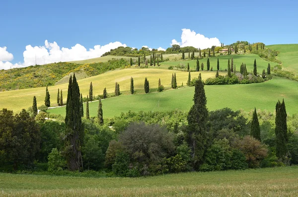 Cipressen in Toscane, Italië — Stockfoto