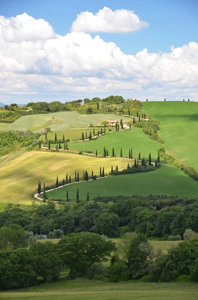 Cipressen in Toscane, Italië — Stockfoto