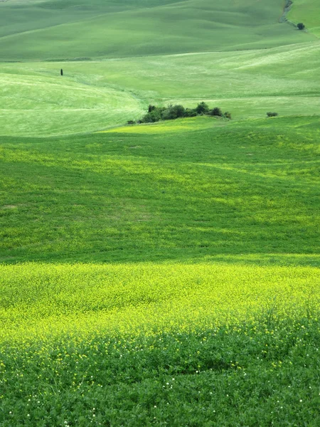 Paysage toscan près de Pienza — Photo