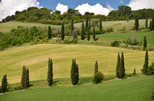 Cipreses en Toscana, Italia — Foto de Stock