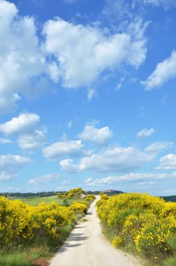 pienza yakınlarındaki kırsal yolu