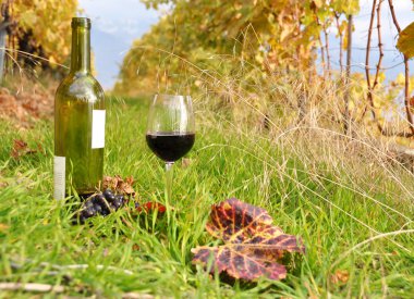 kırmızı şarap ve üzüm lavaux bölgesi