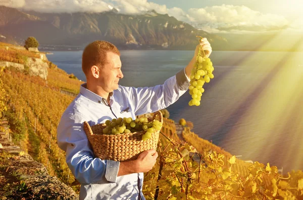 Mies, jolla on viinirypälekori Sveitsissä — kuvapankkivalokuva