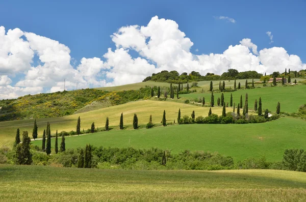 Cipressen in Toscane, Italië — Stockfoto