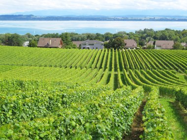 Vineyards in Colombier, Switzerland clipart