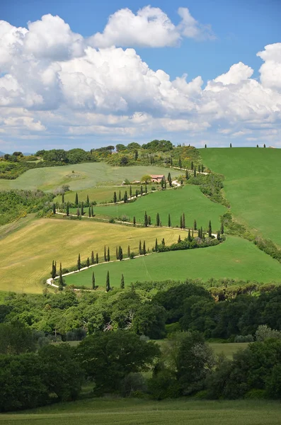 Cipreses en Toscana, Italia — Foto de Stock