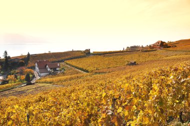 Lavaux bölgesindeki üzüm bağları, İsviçre