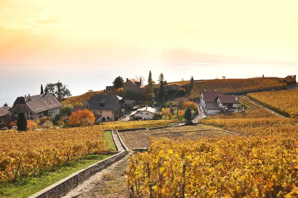 Viñedos en la región de Lavaux, Suiza — Foto de Stock