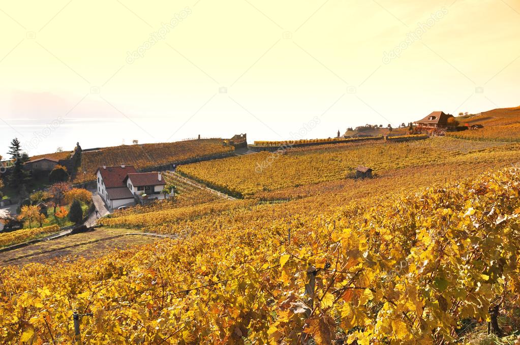 Vineyards in Lavaux region, Switzerland