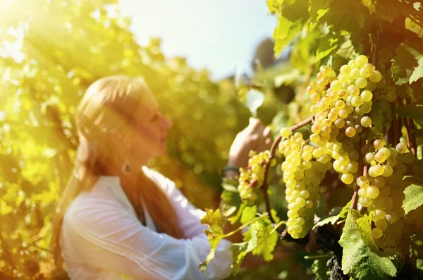 Woman with Ripe grapes in Lavaux — Stock Photo, Image