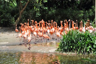 Karayip flamingolar hayvanlar