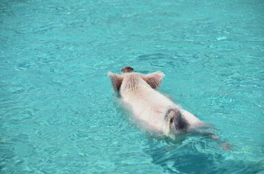 Ünlü Yüzme Exumas domuz