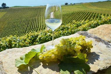 Şarap ve üzüm. Lavaux