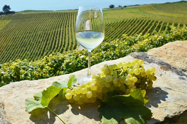 Víno a hrozny. Lavaux — Stock fotografie