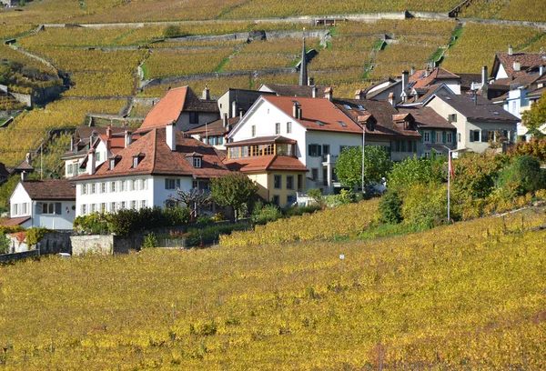 Winnice w regionie lavaux — Zdjęcie stockowe