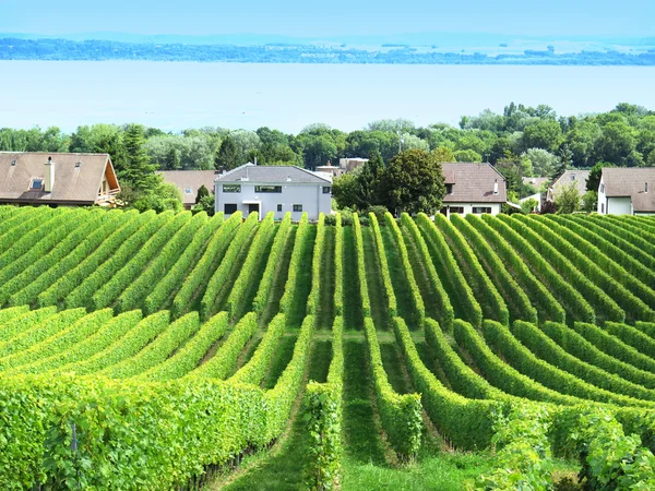 Vingårdar i colombier, Schweiz — Stockfoto