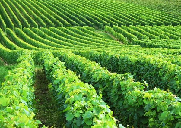 Vigneti in Colombier, Svizzera — Foto Stock