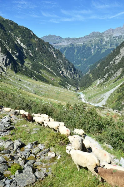 Stádo ovcí blízko ledovcem Trift. — Stock fotografie