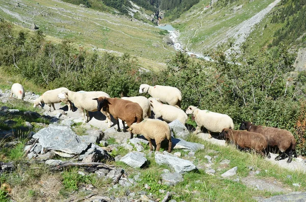 Rebanho de ovelhas perto do glaciar Trift . — Fotografia de Stock