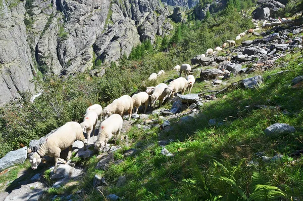 Rebanho de ovelhas perto do glaciar Trift . — Fotografia de Stock