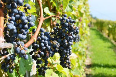 Lavaux bölgedeki üzüm