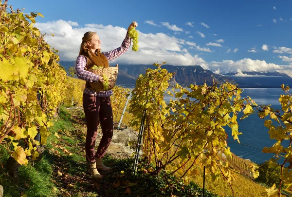 Mädchen mit Korb voller Trauben in der Schweiz — Stockfoto
