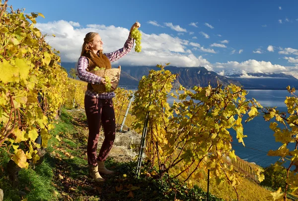 Ragazza con cesto d'uva in Svizzera — Foto Stock