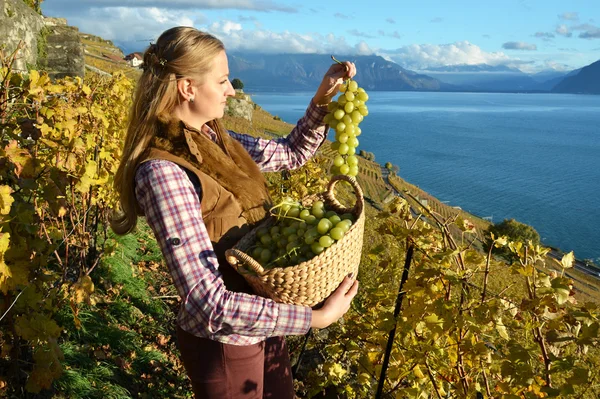 Chica con cesta de uvas en Suiza — Foto de Stock