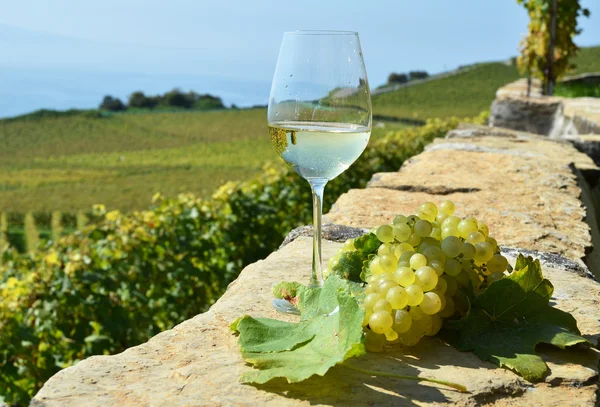 Вино, виноград в регіоні Lavaux — стокове фото