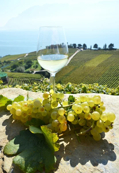 Wine and grapes in Lavaux — Stock Photo, Image