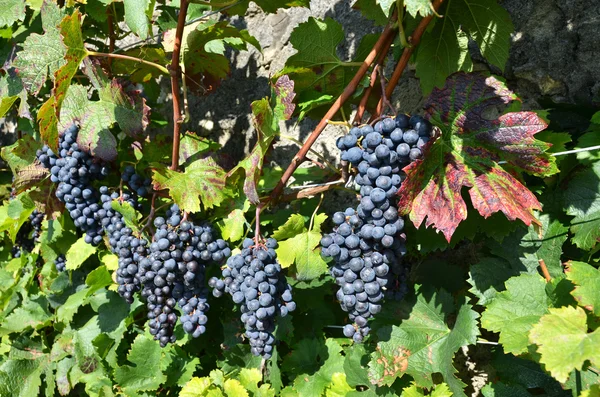 Виноград, у регіоні Lavaux — стокове фото