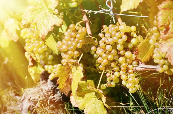 Lavaux bölgedeki üzüm — Stok fotoğraf