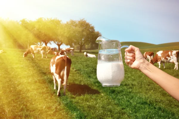 Jug of milk against herd of cows. — Stock Photo, Image