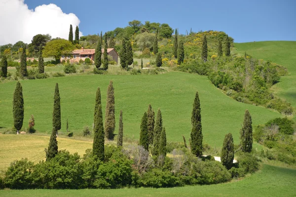 Typische toskanische Landschaft. — Stockfoto