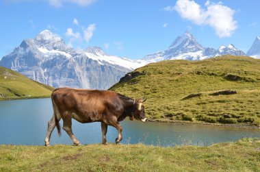 bir dağ çayır inek.