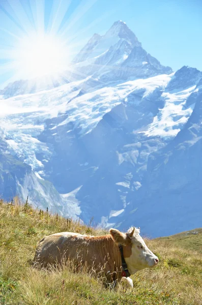 Корова на альпийском лугу . — стоковое фото