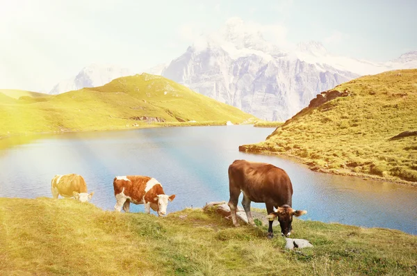 Vacas em Alpine meadow . — Fotografia de Stock
