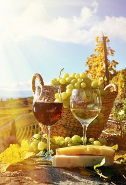 Şarap ve üzüm Lavaux içinde