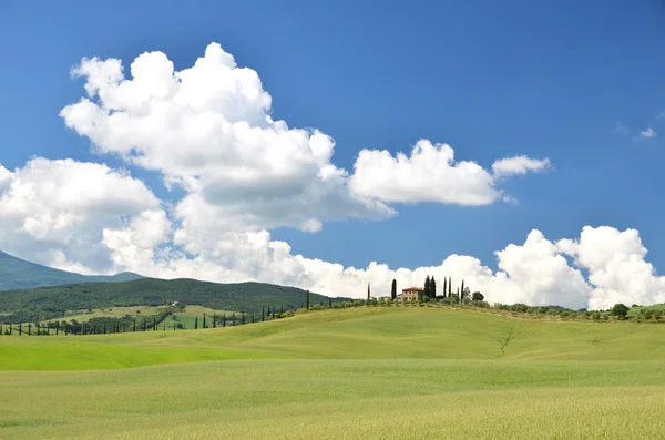 Cipressi lungo la strada rurale . — Foto Stock