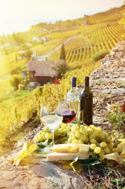 Şarap ve üzüm Lavaux içinde
